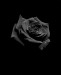 1 černá růže.jpg